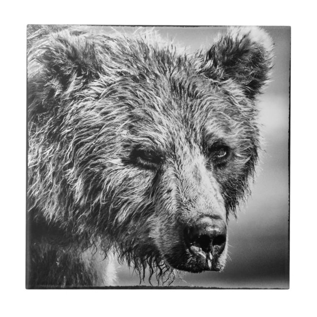 Grizzly bear portrait tile (Front)