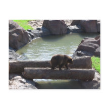 Grizzly Bear