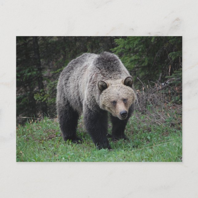 Grizzly Bear Postcard (Front)