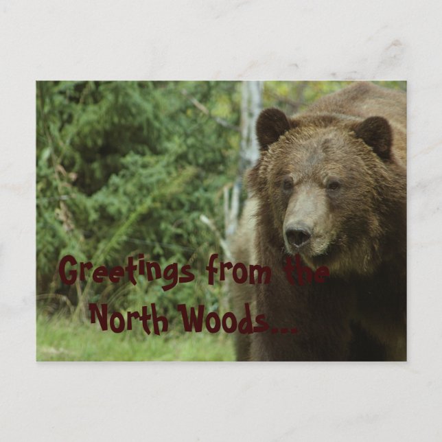 Grizzly Bear Postcard (Front)