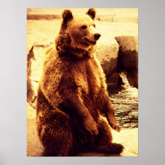 grizzly bear print