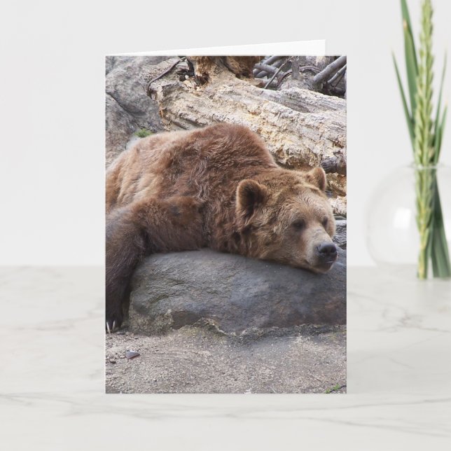 Grizzly Bear Resting On Rock Card (Front)