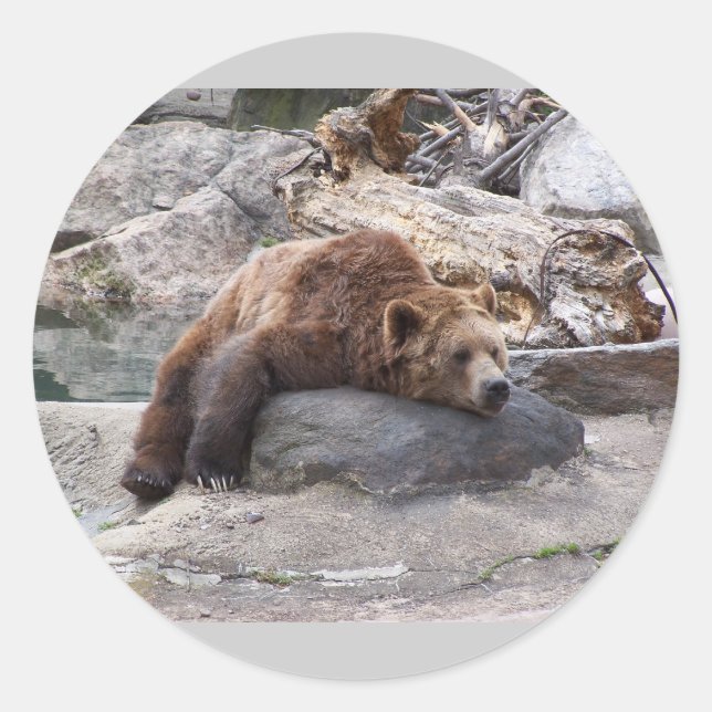 Grizzly Bear Resting On Rock Classic Round Sticker (Front)