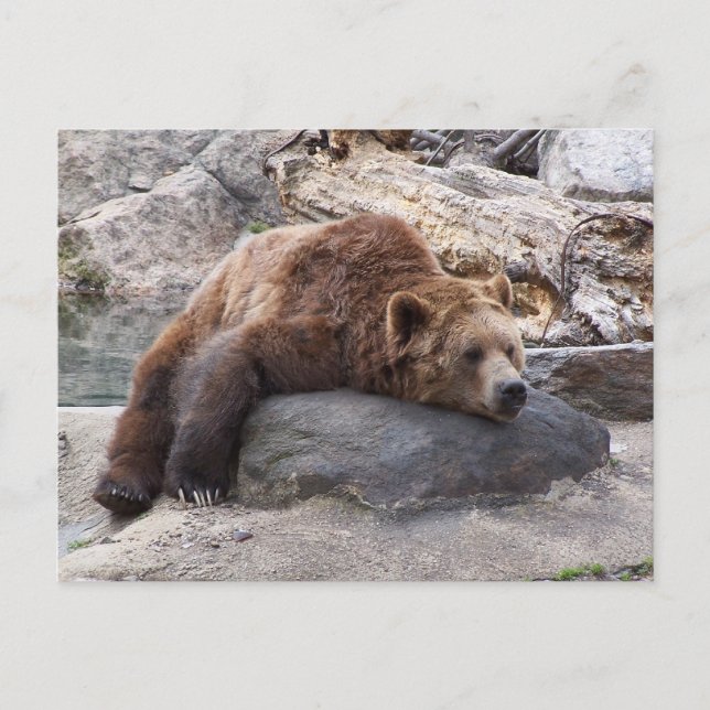 Grizzly Bear Resting On Rock Postcard (Front)