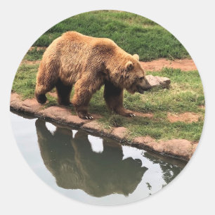 Grizzly Bear Round Sticker