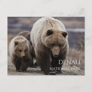 Grizzly Bear Sow, Cubs, Denali National Park, AK Postcard