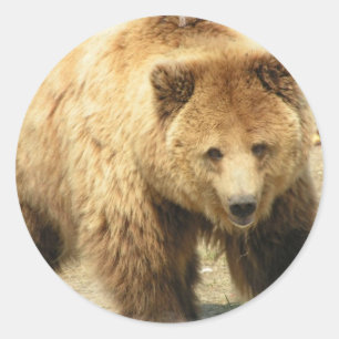 Grizzly Bear Sticker