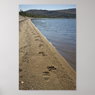 Grizzly bear tracks, Sithylemenkat Lake Poster
