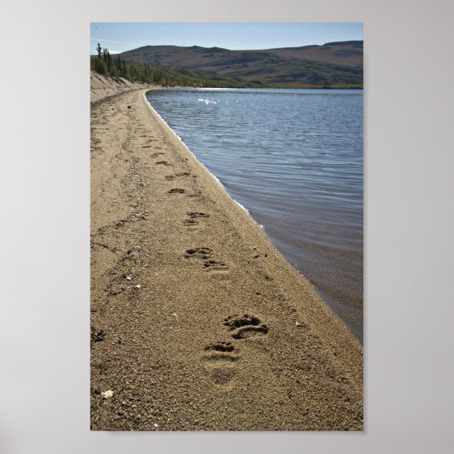 Grizzly bear tracks, Sithylemenkat Lake Poster (Front)