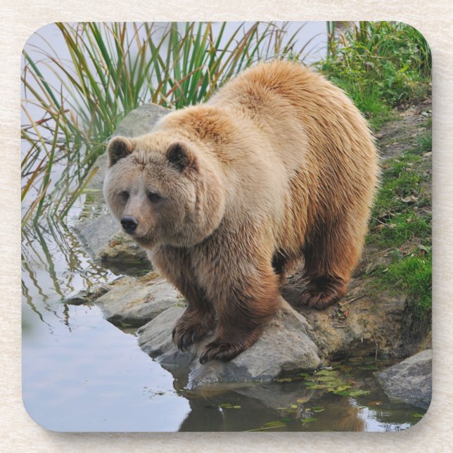 Grizzly Bear Wildlife Animal Photograph Coaster (Front)