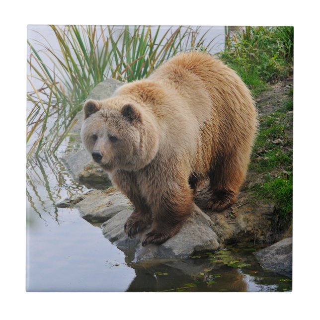 Grizzly Bear Wildlife Animal Photograph Tile (Front)