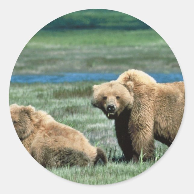 Grizzly Bears Classic Round Sticker (Front)