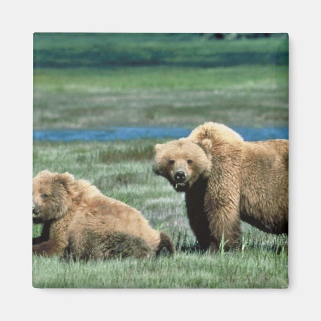 Grizzly Bears Magnet (Front)