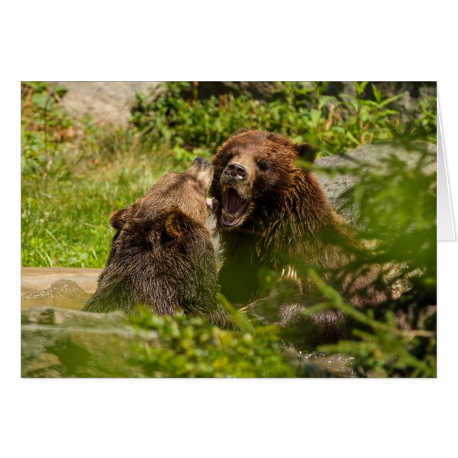 Grizzly Bears Play Fighting (Front Horizontal)