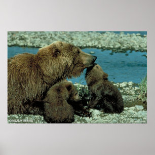 Grizzly Bears Poster
