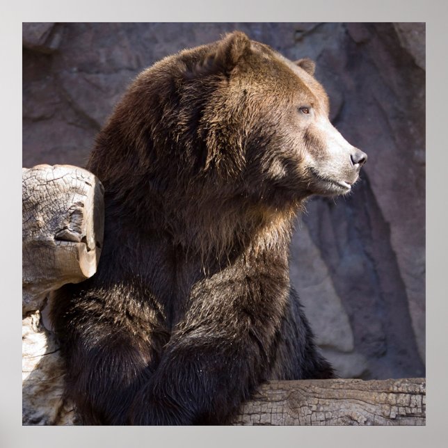 Grizzly Brown Bear, Nature Wall Poster (Front)