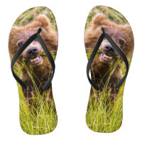 Grizzly cub grazing, Alaska
