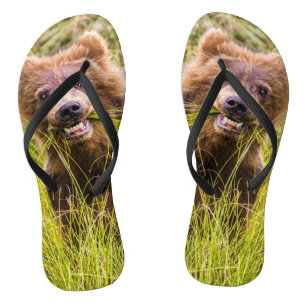 Grizzly cub grazing, Alaska Jandals
