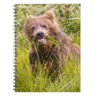 Grizzly cub grazing, Alaska Notebook