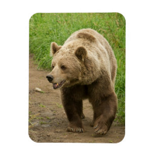 Grizzly Magnet