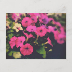 Grocery Store Petunia Flowers Postcard
