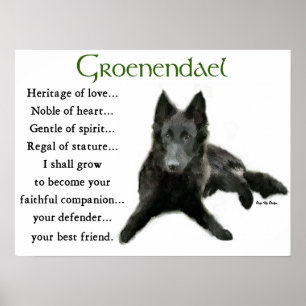 Groenendael Belgian Sheepdog Gifts Poster