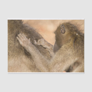 Grooming baboons tissue paper