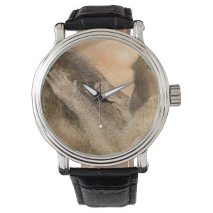 Grooming baboons watch