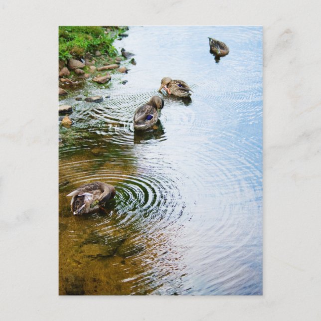 Grooming Ducks 2 Postcard (Front)