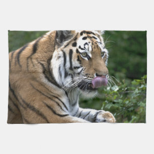 Grooming Tiger Tea Towel