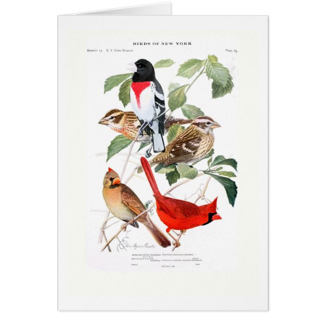 Grosbeak and Cardinal (Front)
