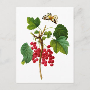 Groseillier Rouge by Pierre Joseph Redoute Postcard