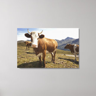 grossglockner hochalpenstrasse,hohe tauern, canvas print