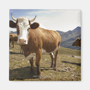 grossglockner hochalpenstrasse,hohe tauern, magnet