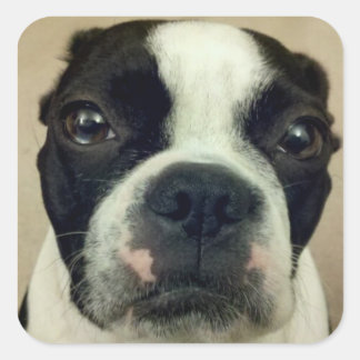 Grouchy Boston Terrier Square Sticker