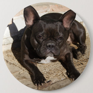 Grouchy French Bulldog 6 Cm Round Badge