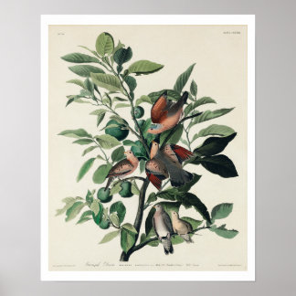 Ground Dove by Audubon Poster