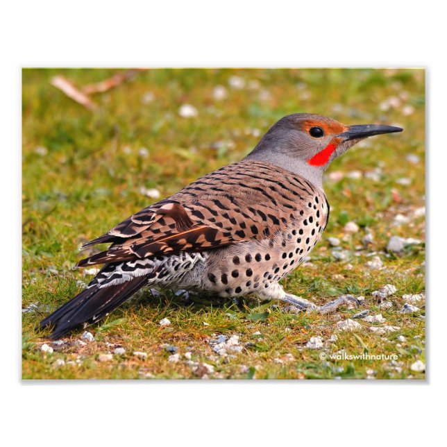 Ground-Foraging Male Red-Shafted Northern Flicker Photo Print (Front)
