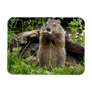 Ground Hog Munching on a Flower Magnet