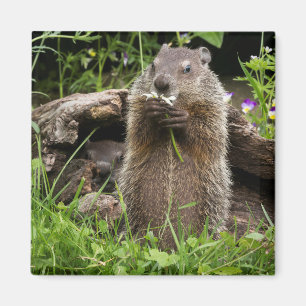 Ground Hog Munching on a Flower Magnet