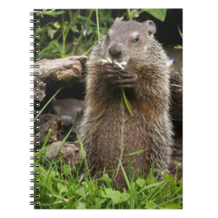Ground Hog Munching on a Flower Notebook