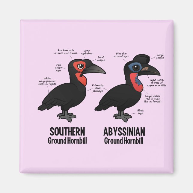 Ground Hornbil Statistics Magnet (Front)