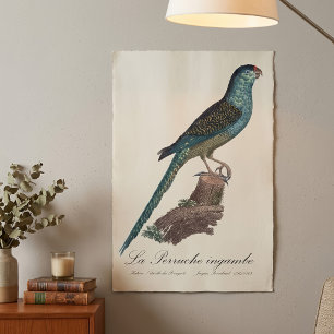 Ground Parrot or Swamp Parrot, Pezoporus Wallicus Poster