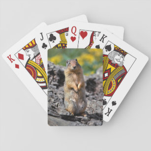 Ground Squirrel Alert for Danger Playing Cards