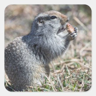 Ground squirrel (gopher, evrazka) eats bread square sticker