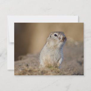 Ground Squirrel Postcard