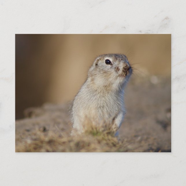 Ground Squirrel Postcard (Front)