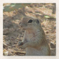 Ground Squirrel Standing Photo Desert Animal