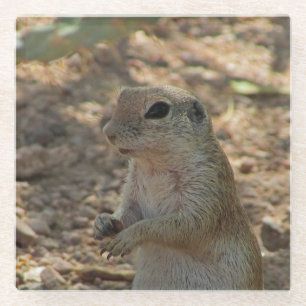 Ground Squirrel Standing Photo Desert Animal Glass Coaster