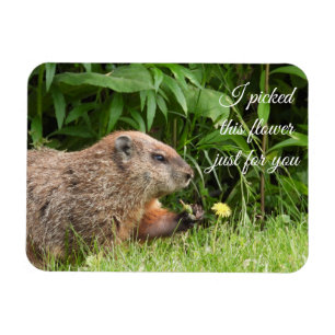 Groundhog aka Woodchuck with Flower Magnet